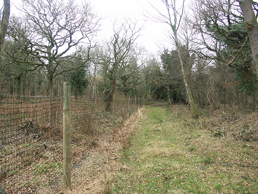D3 Yellowham Wood
