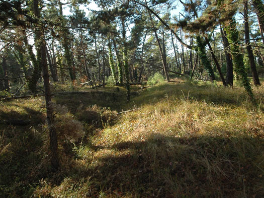 Ro425 ´Kora´, Ro429 'Korola', Ro424 'Käthe', Ile de Ré
