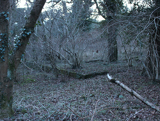 D3 Yellowham Wood