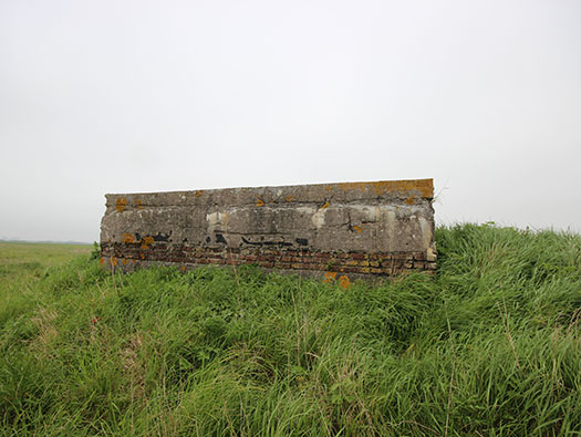 Wn78 Schwan
