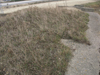 grass on the roof.