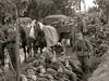Yes horses would have been used.