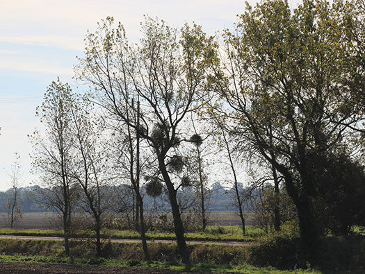 Wn92 Géfosse-Fontenay, Wigwam