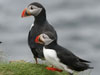 Other Lundy flying visitors.