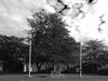Trees at RAF Little Rissington.