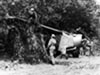 Army Air Corps Beaver under camouflage in woodland.