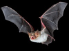 Greater mouse-eared bat.