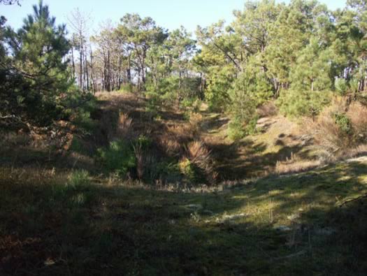Ro425 ´Kora´, Ro429 'Korola', Ro424 'Käthe', Ile de Ré