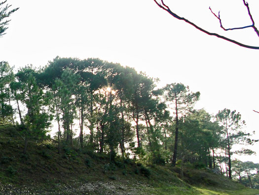 Gi09 Bon Anse 'Cosel' (North site)