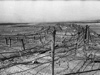 Barbed wire.