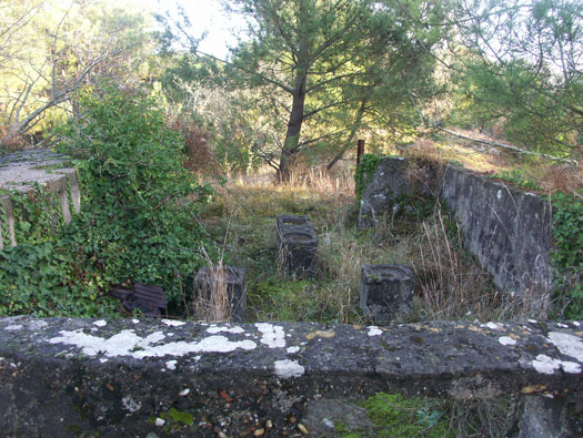 Ro425 ´Kora´, Ro429 'Korola', Ro424 'Käthe', Ile de Ré
