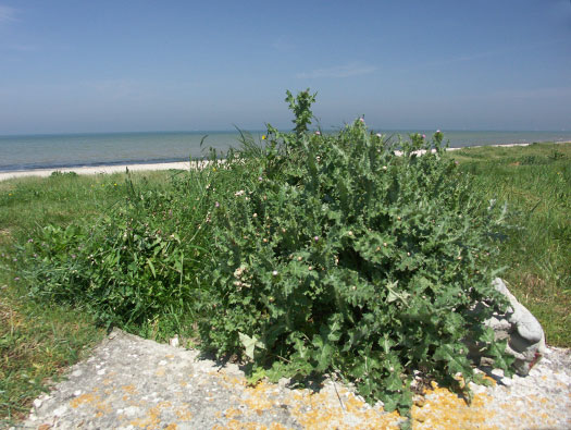 Wn90 Géfosse-Fontenay la Dune