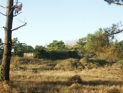 Ro425 ´Kora´, Ro429 'Korola', Ro424 'Käthe', Ile de Ré