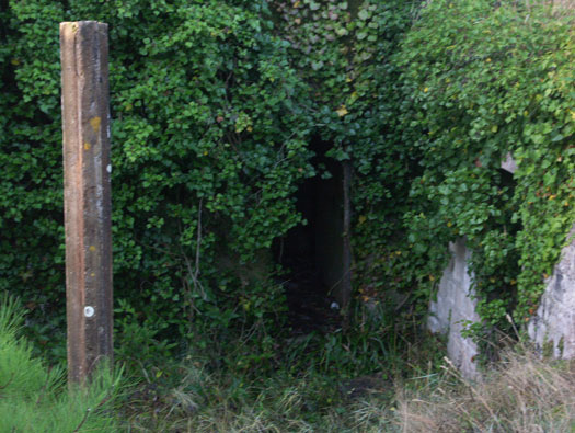 Ro425 ´Kora´, Ro429 'Korola', Ro424 'Käthe', Ile de Ré