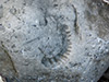 Even a fossil.