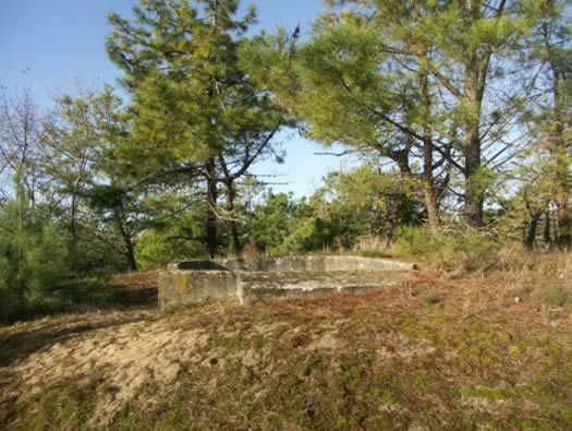 Ro425 ´Kora´, Ro429 'Korola', Ro424 'Käthe', Ile de Ré