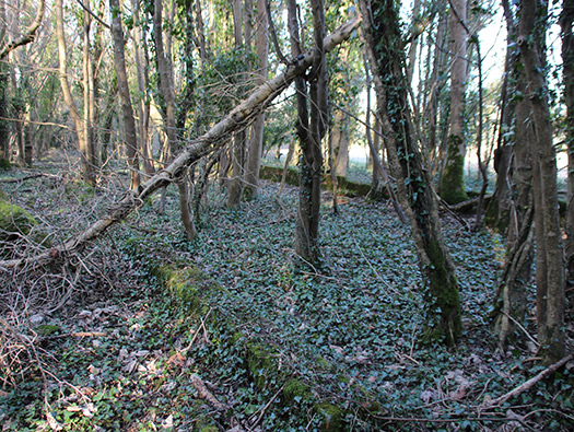 D8 Down Wood