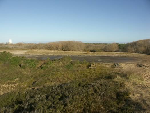 Ro425 ´Kora´, Ro429 'Korola', Ro424 'Käthe', Ile de Ré