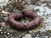 A ring of reinforcement to hold a camouflage net.