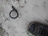 Barbed wire pig tail defence.