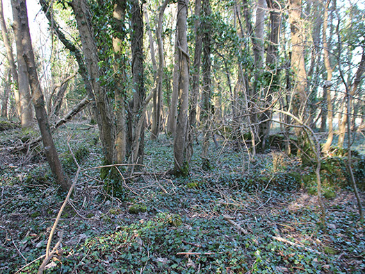 D8 Down Wood