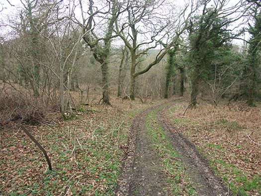 D3 Yellowham Wood