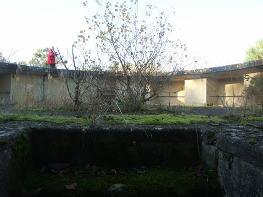 Ro425 ´Kora´, Ro429 'Korola', Ro424 'Käthe', Ile de Ré