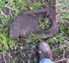 I think this is a drag shoe brake for a wagon. It would have been carried hanging from the wagon on a chain and when the wagon started to go down a hill, it is placed under the rear wheel. Thus dragging along the ground and acting as a brake.