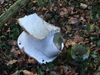 The toilet still there today sitting beside its drain.