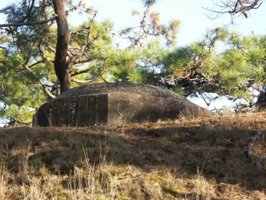 Ro425 ´Kora´, Ro429 'Korola', Ro424 'Käthe', Ile de Ré