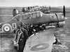 Camouflaged Harvard's.