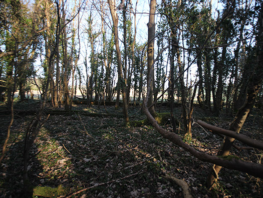 D8 Down Wood