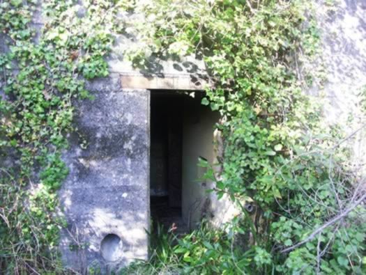 Ro425 ´Kora´, Ro429 'Korola', Ro424 'Käthe', Ile de Ré