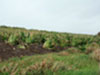 Even the Cauliflowers are growing at a 45deg angle to the wind.