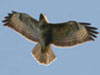 Buzzard