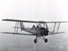 Tiger Moth.
