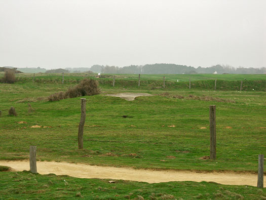 StP207 Fischreiher