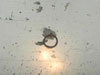 Rings in the wall to tie the horses up.
