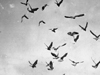 Pigeons.
