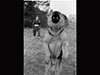and RAF Police would protect the site post war.
