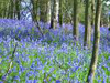 Bluebells in the woods.