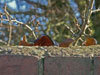 Broken glass set into the top of the wall. It is only on M&E plinths that I have seen this on old RAF station.