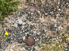 Large steel pin heads in the concrete.