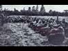 2nd/5th Rangers after D-day.