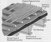 The roof section.