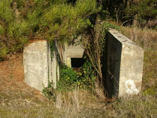 Ro425 ´Kora´, Ro429 'Korola', Ro424 'Käthe', Ile de Ré