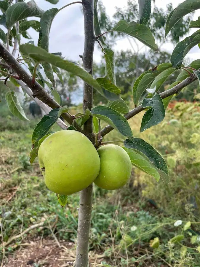 Pommier Reinette du Mans