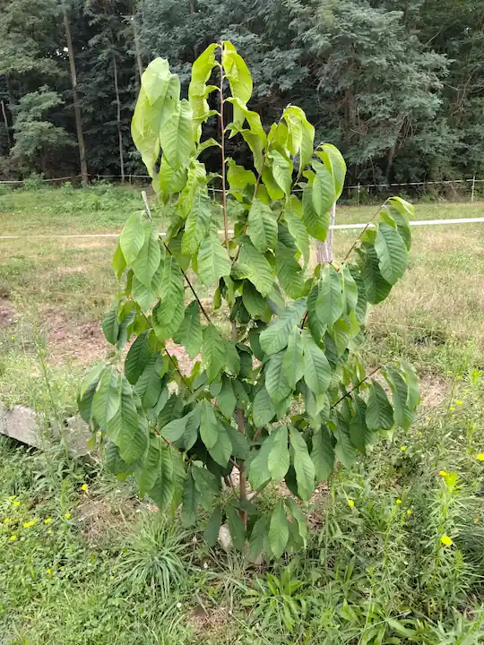 Asiminier Sunflower