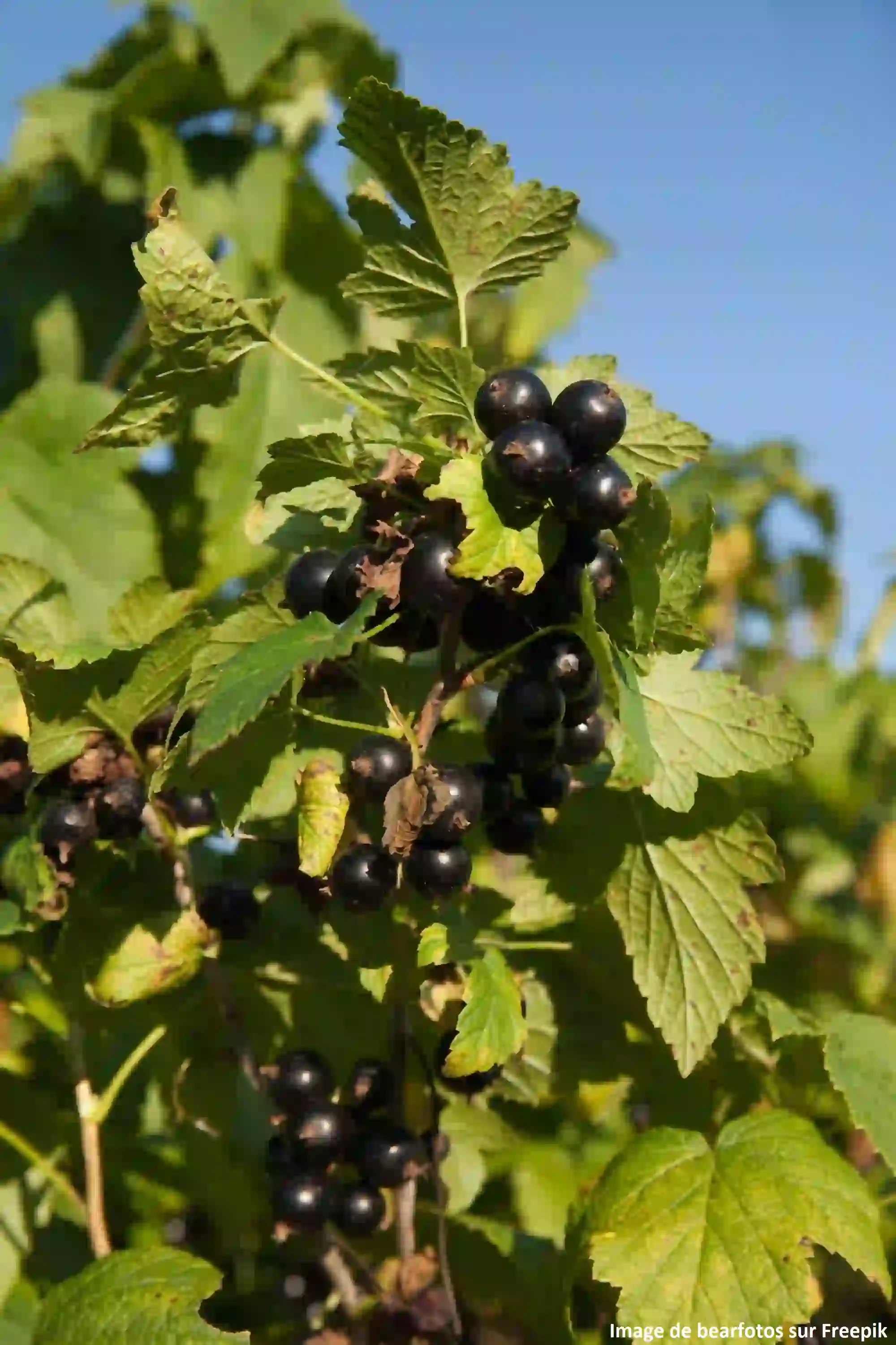 Noir de Bourgogne