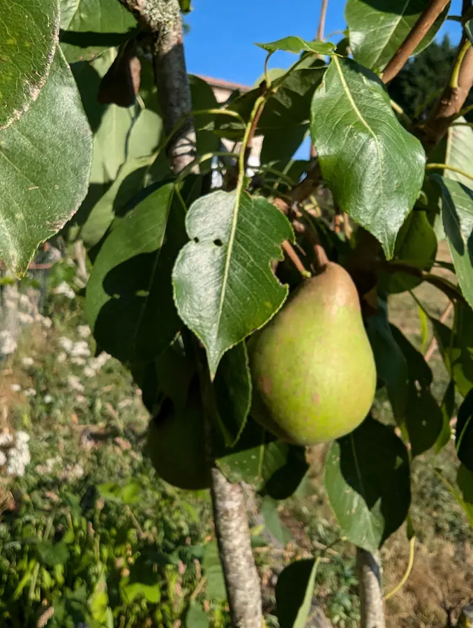 Doyenné du comice